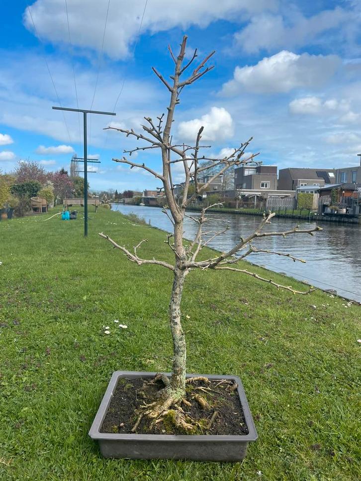 Ginkgo bonsai, Tuin en Terras, Planten | Bomen, Overige soorten, Minder dan 100 cm, Halfschaduw, Bloeit niet, In pot, Ophalen