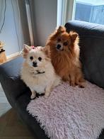 Oppas aangeboden, Dieren en Toebehoren, 15 weken tot 1 jaar, Reu, Eén hond, Nederland