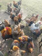 Te koop brahma hanen en hennen, Dieren en Toebehoren