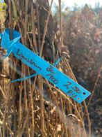 Liguster haag 80/100, Ophalen, Volle zon, Overige soorten, 100 tot 250 cm