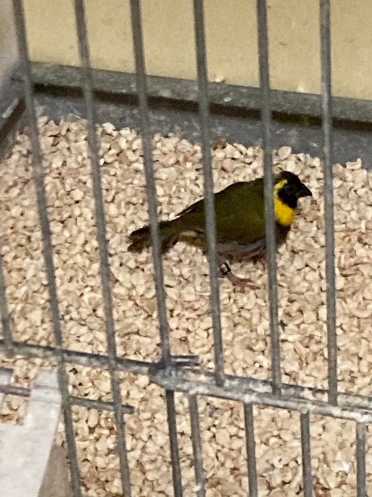 Cubavink man, Mannelijk, Geringd