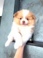 Te reserveren bear face pomeranian pomeriaan, Dieren en Toebehoren, Parvo, 8 tot 15 weken, Meerdere, Nederland