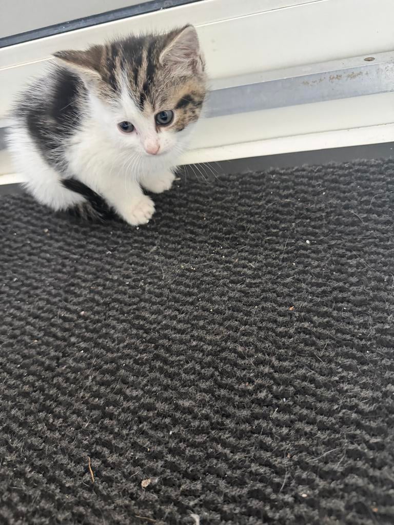 Kittens, Meerdere dieren