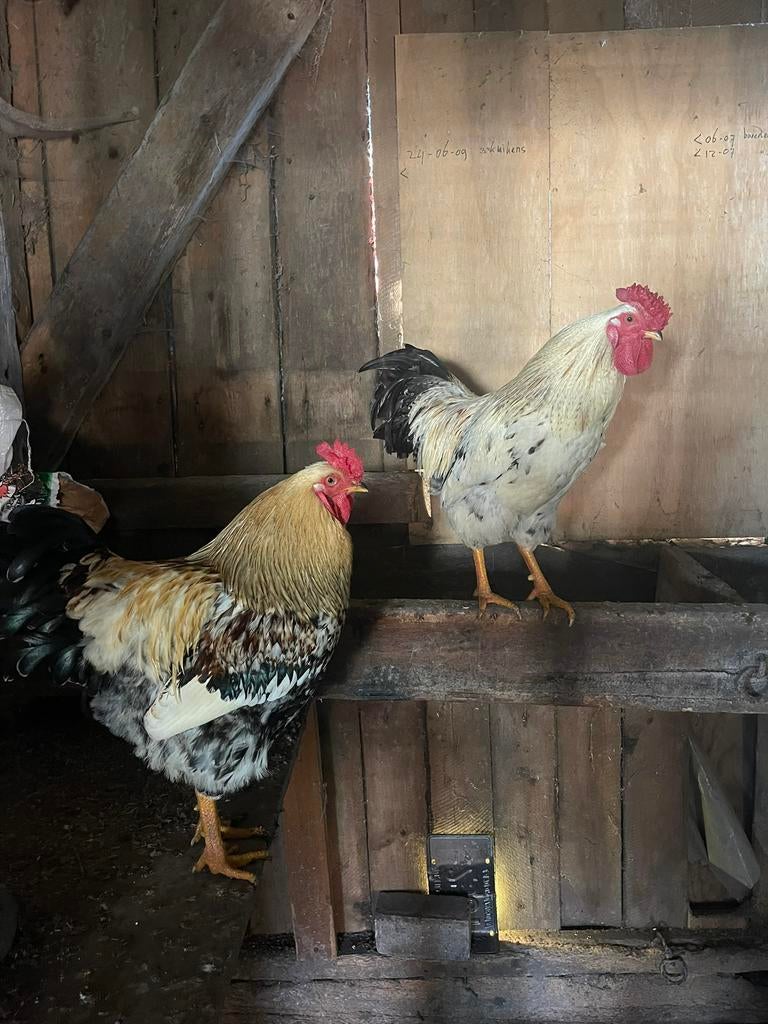 2x setje van 1 haan en 2 hennen, Meerdere dieren, Kip