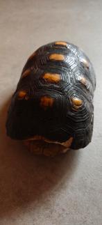 Landschildpad schild, Ophalen of Verzenden