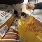 Kuikens te koop, Meerdere dieren, Kip