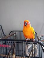 Aratinga, Dieren en Toebehoren, Vrouwelijk, Papegaai, Tam