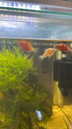 Platy / full red albino guppen / koi / CPO dwergkreeft, Dieren en Toebehoren, Vis