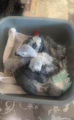 papegaai., Meerdere dieren, Papegaai