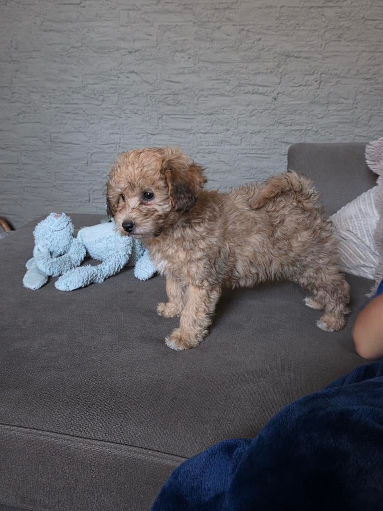 nog 1 reutje beschikbaar, Dieren en Toebehoren, 8 tot 15 weken, Eén hond, Nederland, Particulier