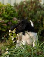 Friese stabij puppy’s te koop, Dieren en Toebehoren, Honden | Retrievers, Spaniëls en Waterhonden, Overige rassen, 8 tot 15 weken