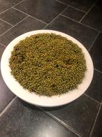 Witte schaal, diameter 75 cm, Tuin en Terras, Ophalen