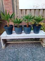 Palmboompjes, Tuin en Terras, Ophalen