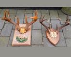 Witstaarthert whitetail antiek herten schedel gewei geweien, Ophalen of Verzenden, Hert, Gewei of Kop