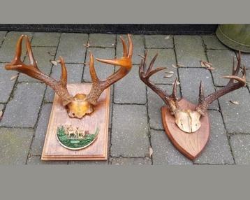 Witstaarthert whitetail antiek herten schedel gewei geweien
 beschikbaar voor biedingen