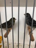 Te Koop ; Koppel Zwart-wit Kanaries geringd 2025, Dieren en Toebehoren, Vogels | Kanaries, Meerdere dieren, Kleurkanarie