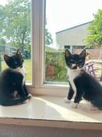 Kittens, Dieren en Toebehoren, Meerdere dieren