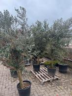 3 Olijfbomen te koop!, Tuin en Terras, Planten | Bomen, 100 tot 250 cm, Olijfboom, Zomer, Ophalen