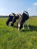 4 mooie drachtige stamboek vaarzen, Dieren en Toebehoren, Vrouwelijk