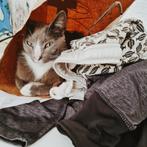 Leuke half blauwe rus kater zoekt nieuw thuis!, Dieren en Toebehoren, Katten en Kittens | Overige Katten, Kater, Kortharig, 6 jaar of ouder