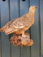 Opgezette vogel . Patrjis, Verzamelen, Dierenverzamelingen, Ophalen of Verzenden, Gebruikt, Vogel, Opgezet dier