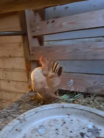 Ayam serama hen beschikbaar voor biedingen