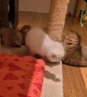 Britse  korthaar kittens met stamboom!, Dieren en Toebehoren, Katten en Kittens | Raskatten | Korthaar, Meerdere dieren, Met stamboom