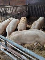 Slachtvarkens, Meerdere dieren, 0 tot 2 jaar