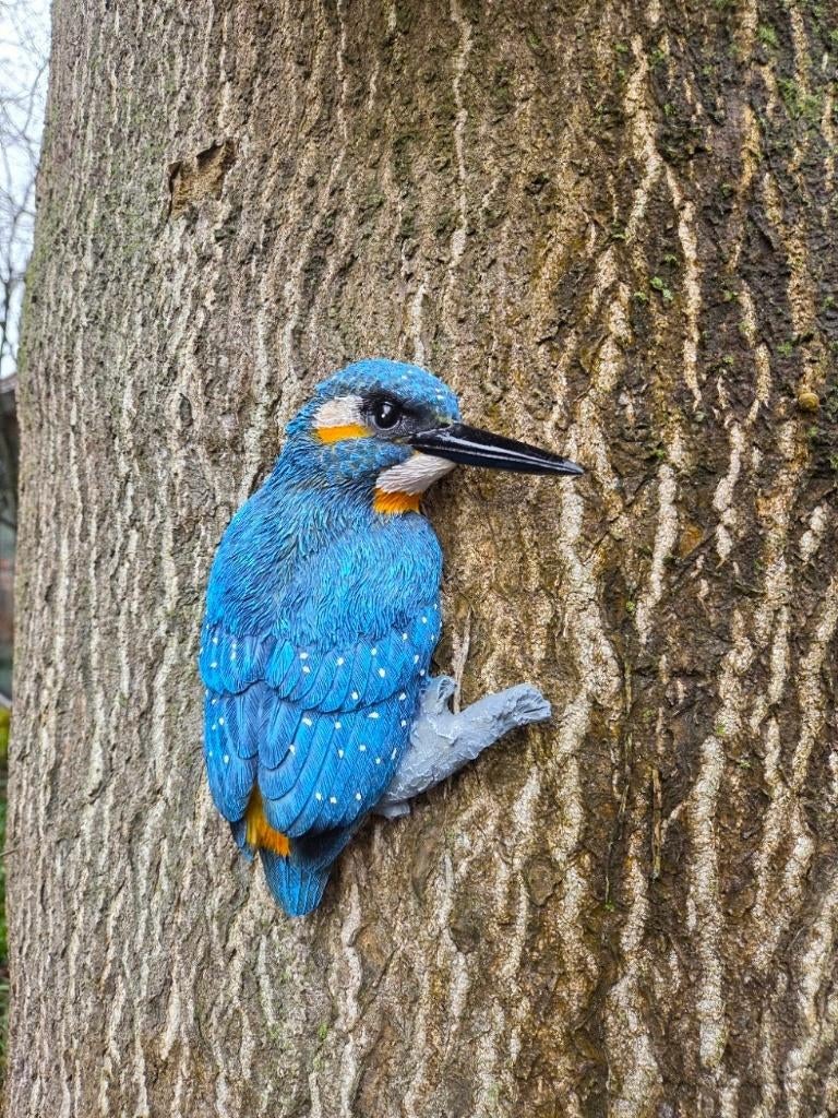 IJSVOGEL - THE BEAUTY, Ophalen of Verzenden, Nieuw