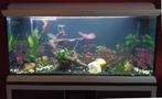 Compleet Ferplast aquarium (330L) met gezonde vissen -, Ophalen, Gebruikt, Gevuld zoetwateraquarium