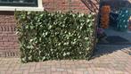 Wilge trellis met zij bladeren, Tuin en Terras, Ophalen of Verzenden, Overige soorten, Haag, 100 tot 250 cm