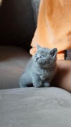 Prachtige britse korthaar kittens raszuiver, Dieren en Toebehoren, Katten en Kittens | Raskatten | Korthaar, Meerdere dieren, Gechipt