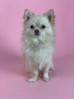 Dekreu kleine chihuahua, Ophalen of Verzenden, Nieuw