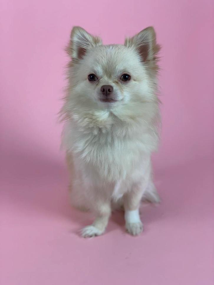 Dekreu kleine chihuahua, Dieren en Toebehoren, Honden-accessoires, Nieuw, Ophalen of Verzenden