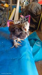 zijdehoen kriel 6 weken oud geslacht onbekend, Dieren en Toebehoren, Pluimvee, Geslacht onbekend, Kip