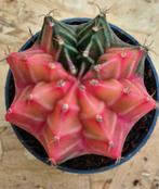 Cactus Gymnocalycium Mihanovichii p7 (4), Huis en Inrichting, Kamerplanten, Ophalen of Verzenden, Cactus, Volle zon, Minder dan 100 cm