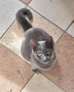 Blauwe rus/ragdoll poes 11 maanden oud, Dieren en Toebehoren, Katten en Kittens | Raskatten | Korthaar, Poes, Gechipt, 0 tot 2 jaar