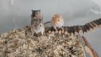 3 Lieve Gerbils (mama & 2 pups), Vrouwelijk, Januari, Overige typen, Tam