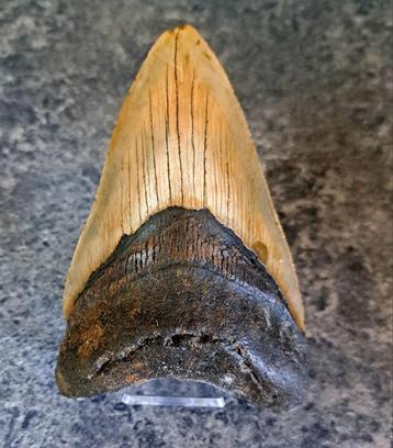 Megalodon Tand- USA- South Carolina ORIGINEEL	11,7x7,8x2,7	c beschikbaar voor biedingen