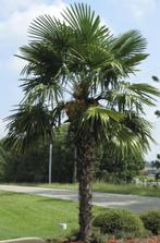 Trachycarpus wagnerianus winterharde palmboom zaden, Tuin en Terras, Bloembollen en Zaden, Ophalen of Verzenden, Voorjaar, Zaad