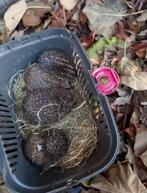 Help de egels de winter door..., Dieren en Toebehoren, Januari, Meerdere dieren