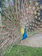 Prachtige blauwe pauw hanen, Mannelijk, Kip