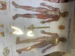 3B scientific posters, Ophalen of Verzenden, Alpha, Nieuw