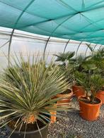 Dasilirion glaucophylium  palm, Ophalen, Volle zon, Palmboom, 100 tot 250 cm