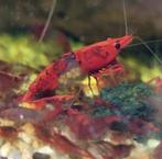 Red rili garnalen, Dieren en Toebehoren, Kreeft, Krab of Garnaal
