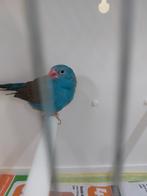 Blauwkop blauw fazantje, Dieren en Toebehoren, Vogels | Parkieten en Papegaaien, Mannelijk, Parkiet