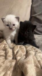 Prachtige Kittens – Half Siamees x Brits Langhaar, Dieren en Toebehoren, Geslacht onbekend