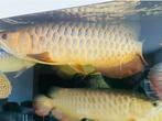 Aziatische Arowana Golden Blue, Dieren en Toebehoren, Vissen | Vijvervissen, Overige soorten