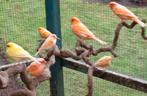 Weggevlogen kanaries, Dieren en Toebehoren, Meerdere dieren, Kleurkanarie