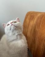 Witte Britse Korthaar Kat (11 maanden), Dieren en Toebehoren, Katten en Kittens | Raskatten | Korthaar, Kater